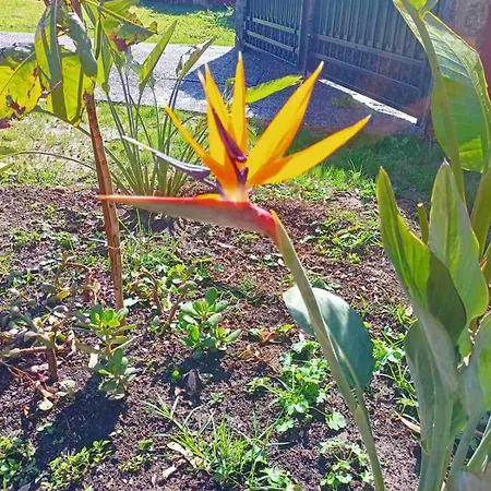 Pavlos Sofia Halikounas