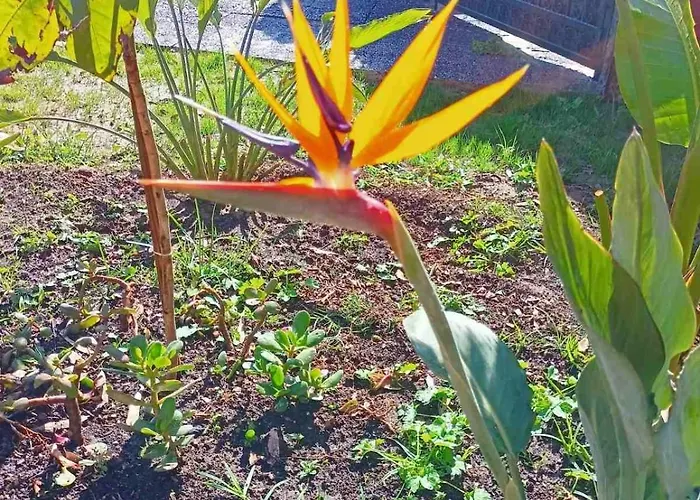 Pavlos Sofia Halikounas